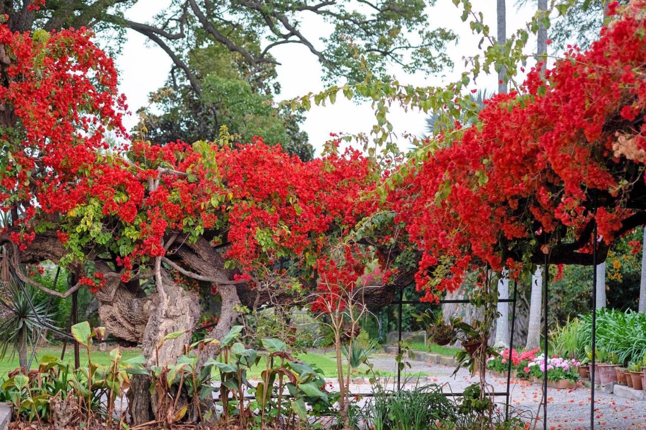 Ourmadeira - Loja Da Lenha, Charming Leilighet Funchal  Eksteriør bilde